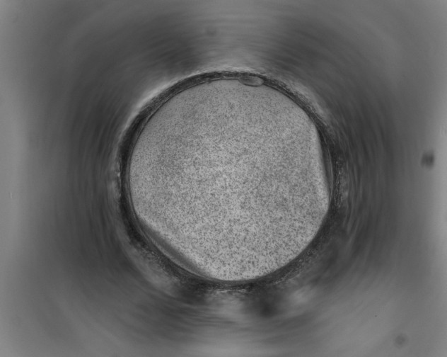 X0000099480680200805301619