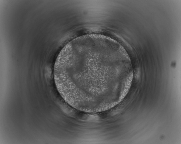X0000099480715200805301619