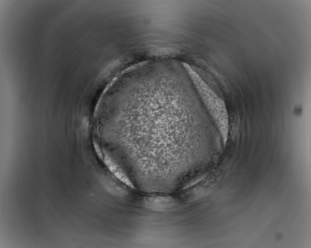 X0000099480716200805301619