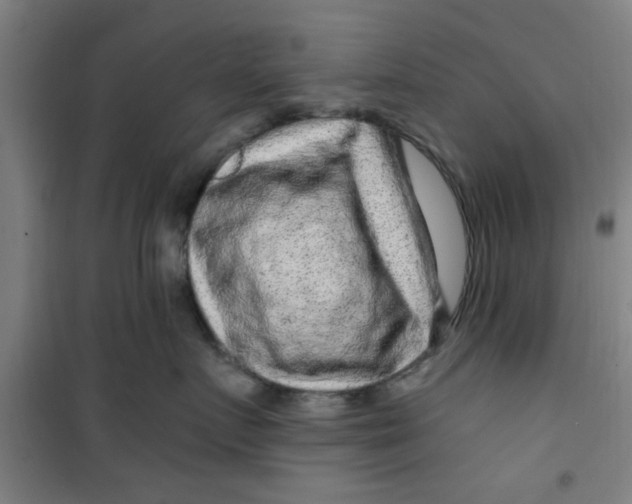 X0000099480719200805301619
