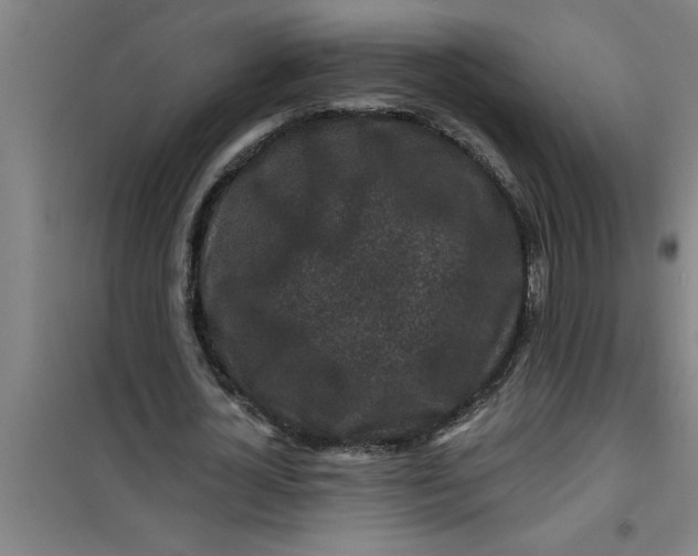 X0000099480724200805301618