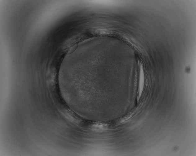 X0000099480760200805301619