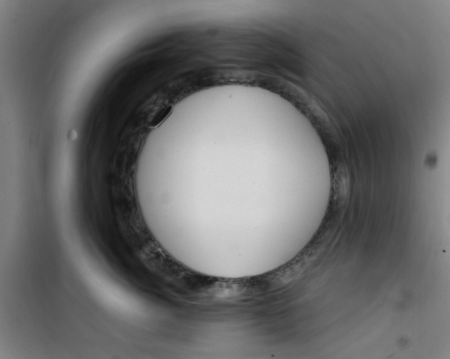 X0000099480764200805301619