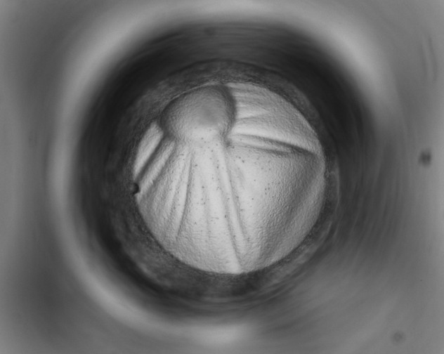 X0000099480765200805301619