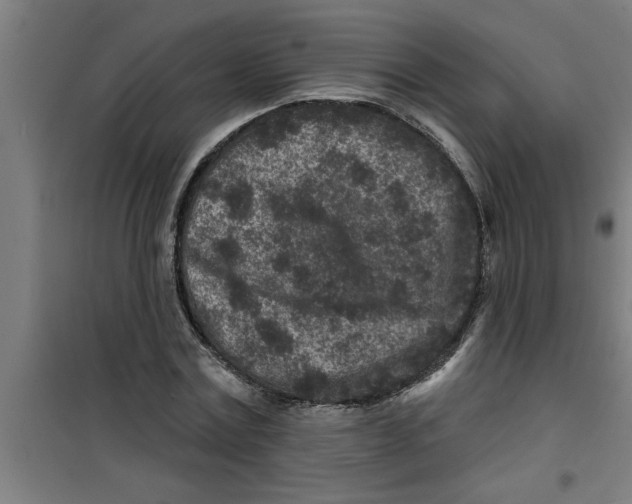 X0000099480779200805301618