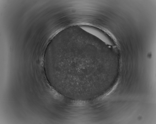 X0000099480785200805301618