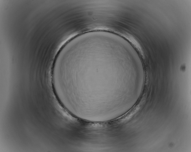 X0000099480806200805301618