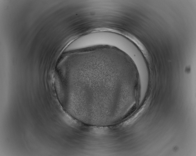 X0000099480809200805301617