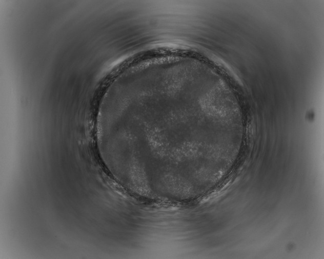 X0000099480822200805301617