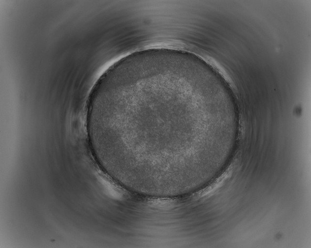 X0000099480830200805301617