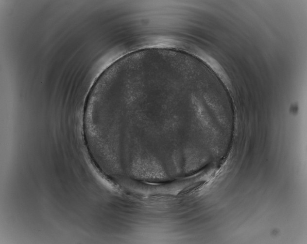 X0000099480850200805301617