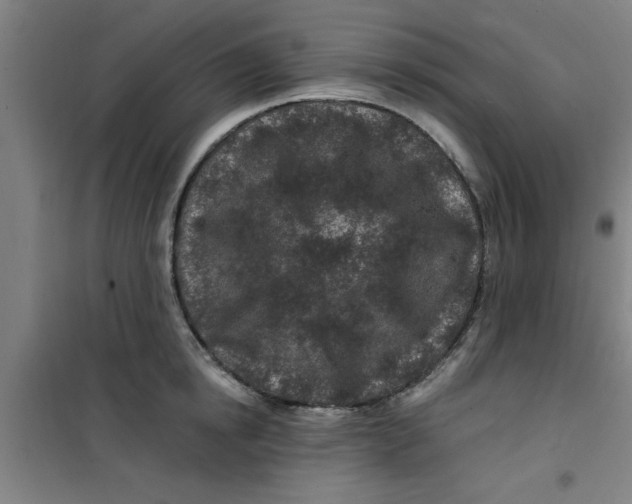 X0000099480854200805301617