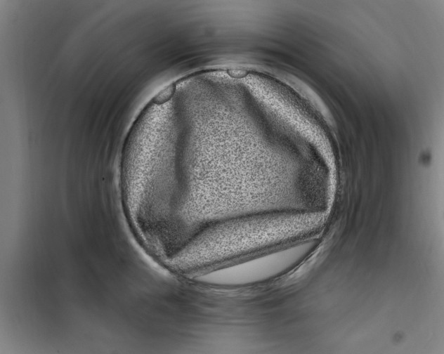 X0000099480855200805301617