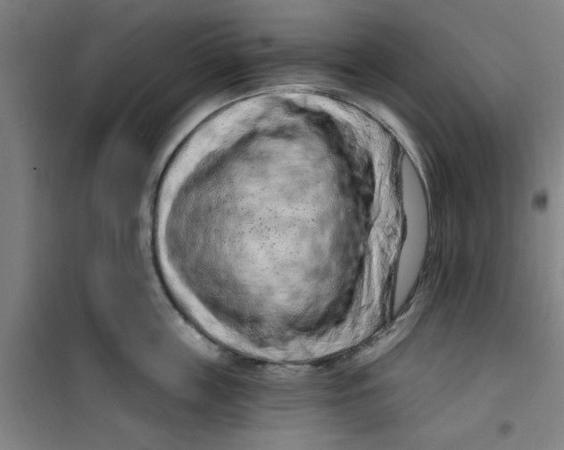 X0000099480859200805301617