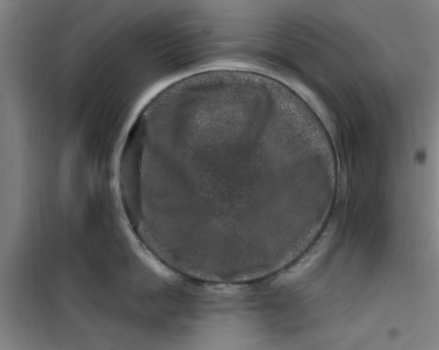 X0000099480862200805301617