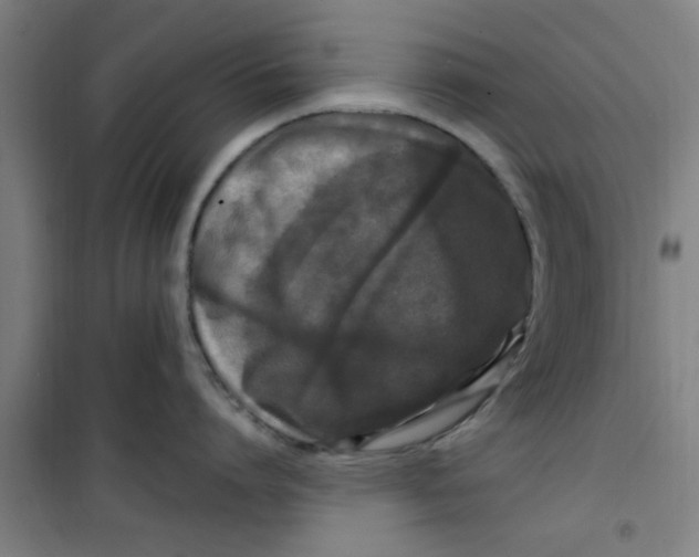 X0000099480864200805301617