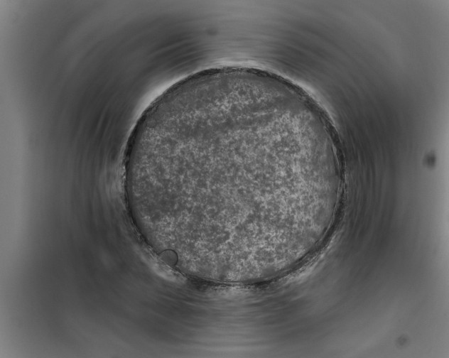 X0000099480879200805301617