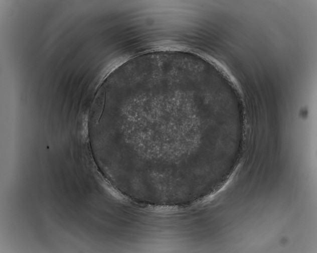 X0000099480889200805301616