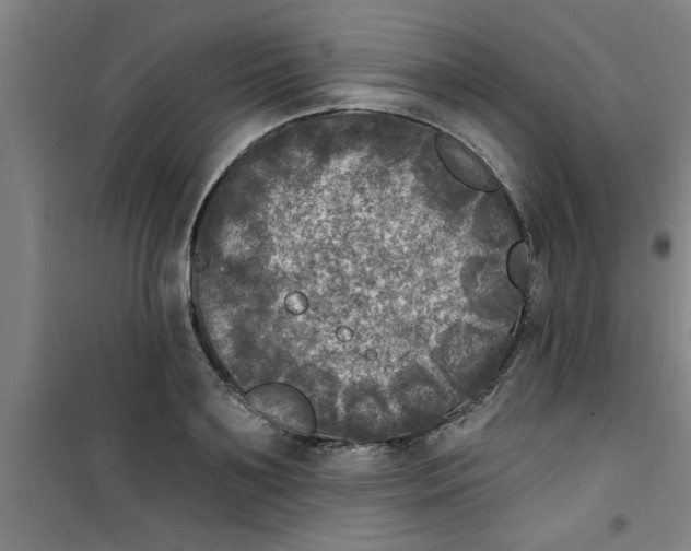 X0000099480891200805301616