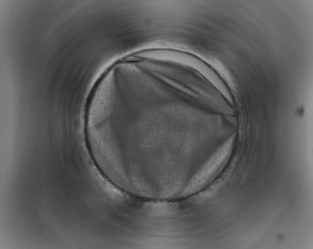 X0000099480896200805301616