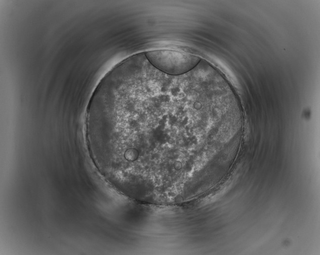 X0000099480899200805301616