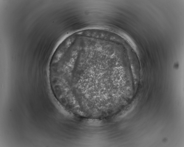 X0000099480907200805301616