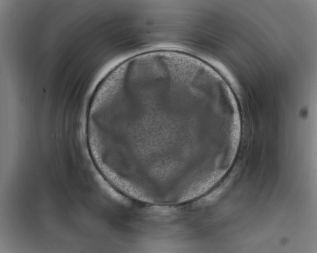 X0000099480910200805301616