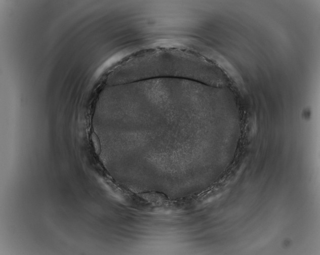 X0000099480920200805301615