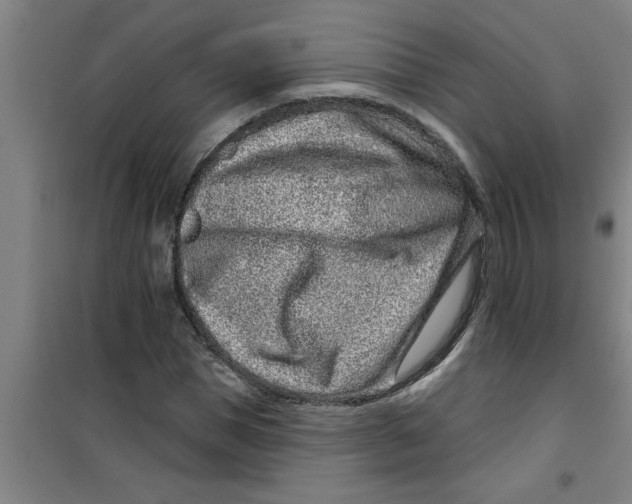 X0000099480921200805301615