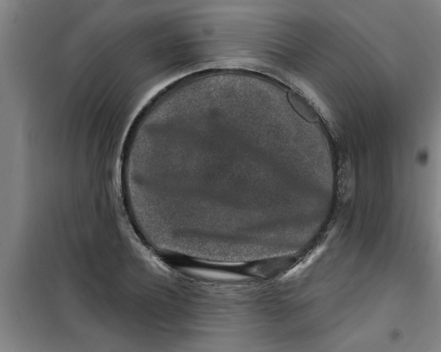 X0000099480932200805301616
