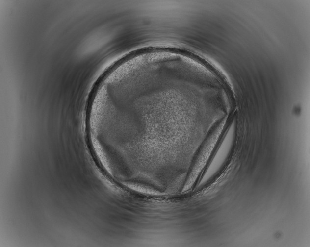 X0000099480935200805301616