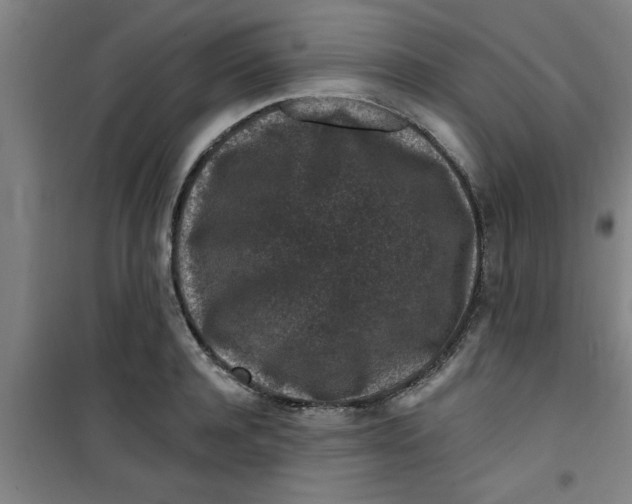 X0000099480944200805301616