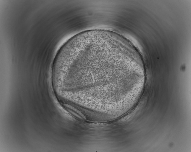 X0000099480952200805301616