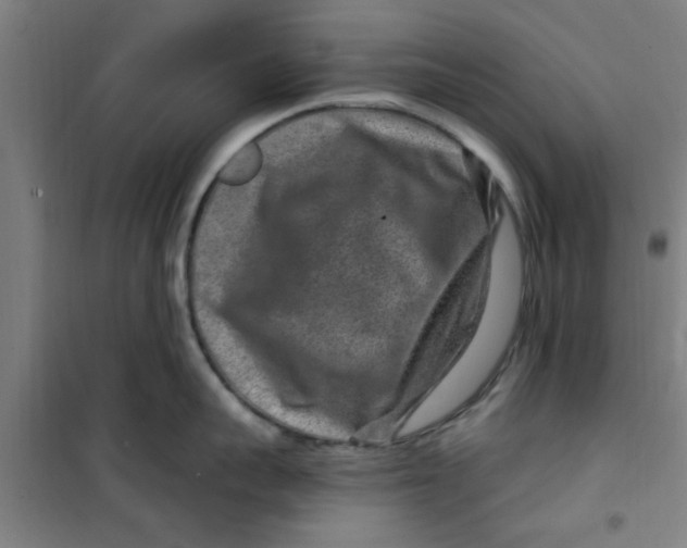 X0000099480959200805301616