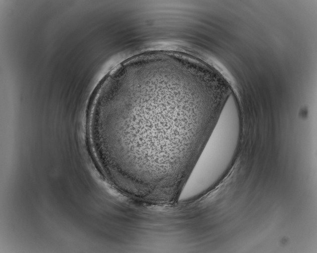 X0000099480994200805301615