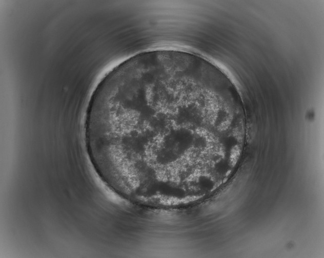 X0000099480995200805301615