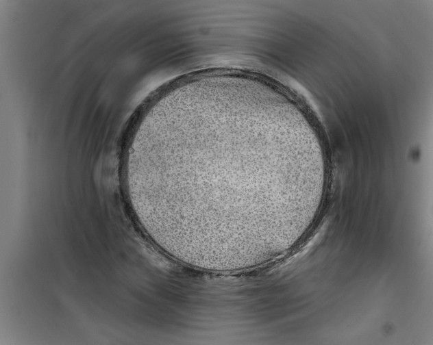 X0000099481019200805301614