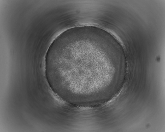 X0000099481031200805301614