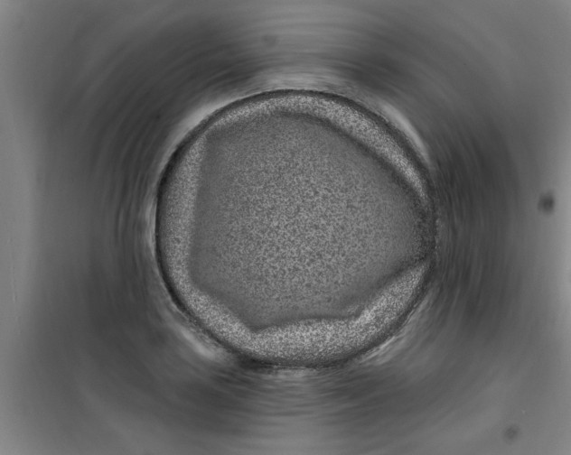 X0000099481035200805301614