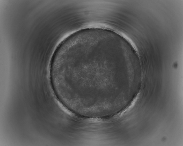 X0000099481037200805301614