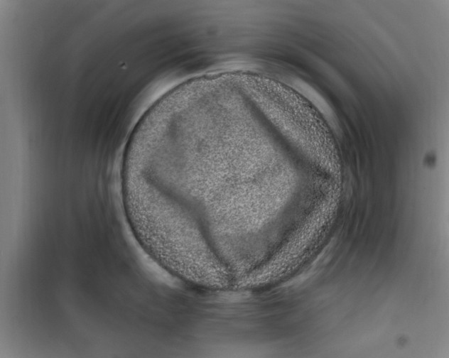 X0000099481055200805301615
