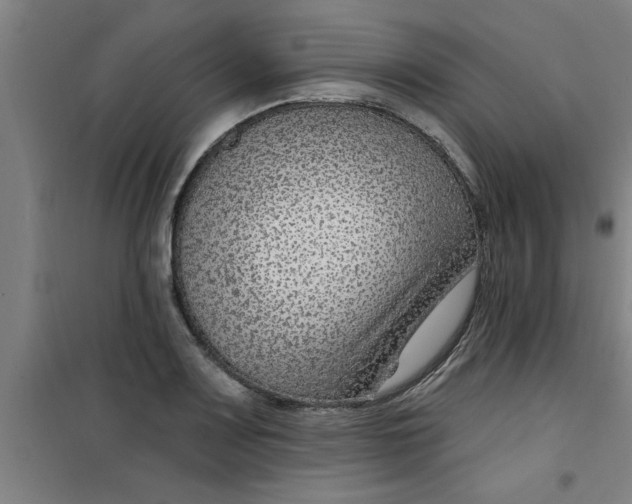 X0000099481083200805301613