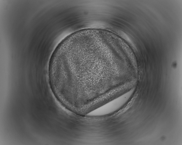 X0000099481087200805301613