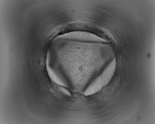 X0000099481110200805301613