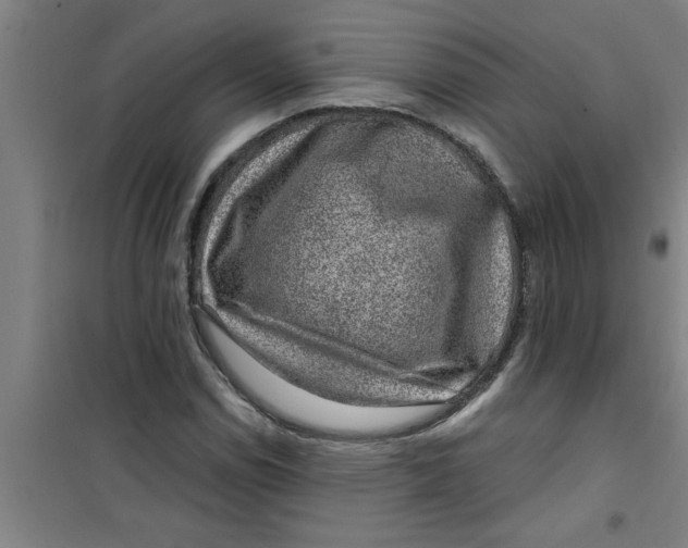 X0000099481114200805301613