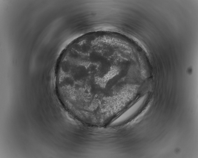 X0000099481117200805301613