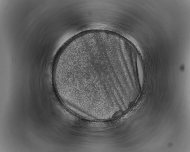 X0000099481120200805301613