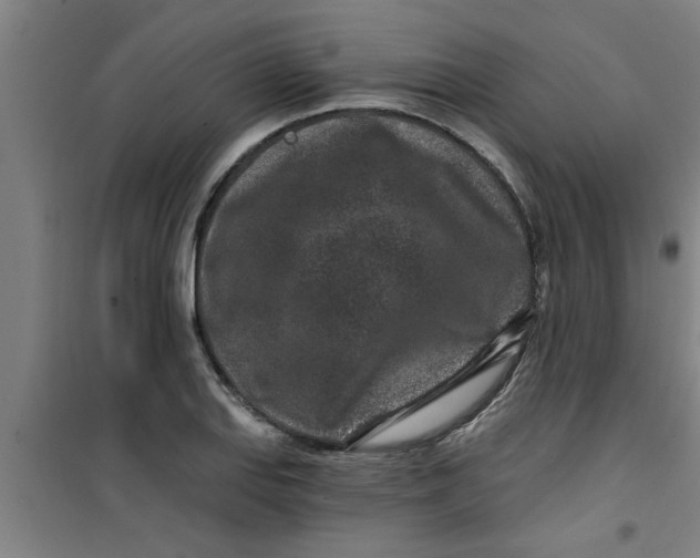 X0000099481127200805301613