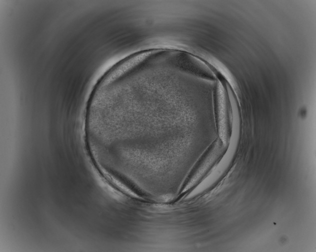 X0000099481144200805301613