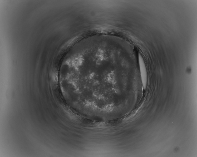 X0000099481155200805301612